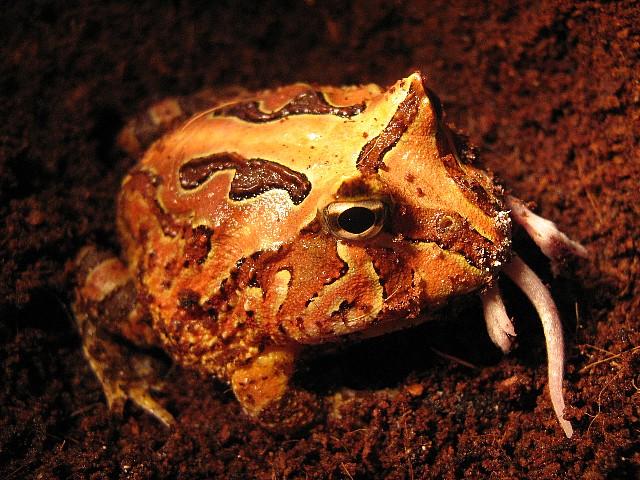 010 - Fantasy Frog.jpg